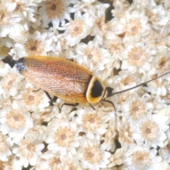 Ellipsidion australe (Austral Ellipsidion cockroach) at Kiora, NSW - 20 Dec 2022 by Harrisi