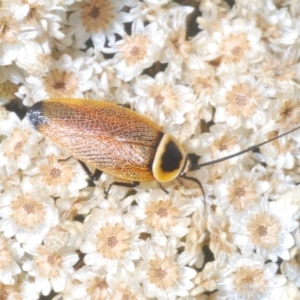 Ellipsidion australe at Kiora, NSW - 20 Dec 2022 02:24 PM