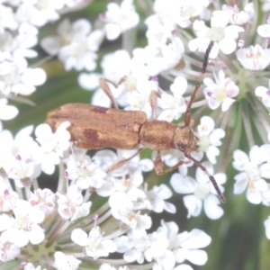 Pempsamacra tillides at Wamban, NSW - 19 Dec 2022