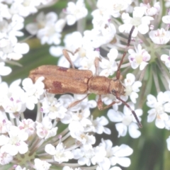 Pempsamacra tillides (Longhorn or longicorn beetle) at Wamban, NSW - 19 Dec 2022 by Harrisi