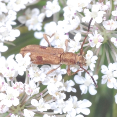 Pempsamacra tillides (Longhorn or longicorn beetle) at Wamban, NSW - 19 Dec 2022 by Harrisi