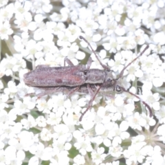 Pempsamacra tillides at Wamban, NSW - 19 Dec 2022