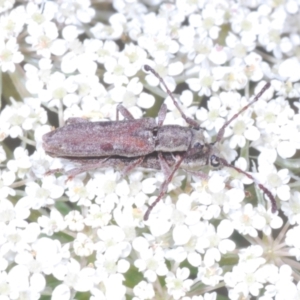 Pempsamacra tillides at Wamban, NSW - 19 Dec 2022