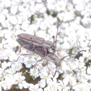 Pempsamacra tillides at Wamban, NSW - 19 Dec 2022