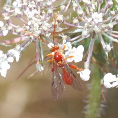 Unidentified Wasp (Hymenoptera, Apocrita) at Wamban, NSW - 19 Dec 2022 by Harrisi