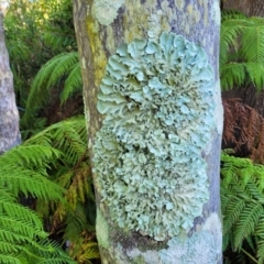 Unidentified Lichen (TBC) at Nambucca Heads, NSW - 25 Dec 2022 by trevorpreston