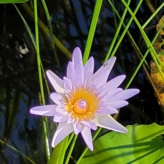 Nymphaea nouchali (Day Waterlily) at Nambucca Heads, NSW - 26 Dec 2022 by trevorpreston