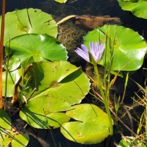 Nymphaea nouchali at Nambucca Heads, NSW - 26 Dec 2022 08:02 AM