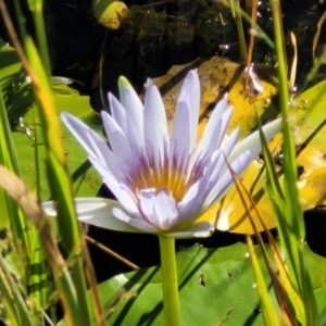 Nymphaea nouchali at Nambucca Heads, NSW - 26 Dec 2022 08:02 AM