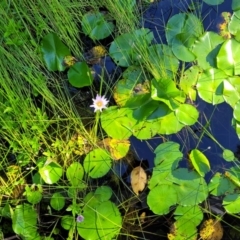 Nymphaea nouchali at Nambucca Heads, NSW - 26 Dec 2022 08:02 AM