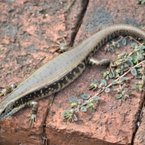 Eulamprus quoyii at Jamberoo, NSW - 25 Dec 2022