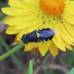 Odontomyia hunteri (Soldier fly) at Mount Taylor - 25 Dec 2022 by MatthewFrawley