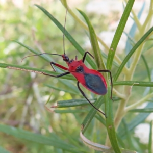 Gminatus australis at Kambah, ACT - 25 Dec 2022