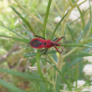 Gminatus australis at Kambah, ACT - 25 Dec 2022