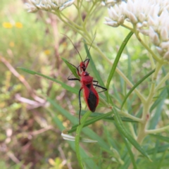 Gminatus australis at Kambah, ACT - 25 Dec 2022