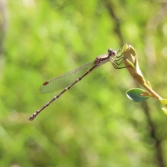 Austrolestes leda (Wandering Ringtail) at Mount Taylor - 25 Dec 2022 by MatthewFrawley