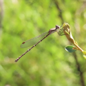 Austrolestes leda at Kambah, ACT - 25 Dec 2022 05:12 PM