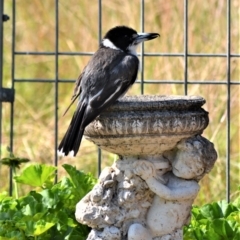 Cracticus torquatus (Grey Butcherbird) at Jamberoo, NSW - 25 Dec 2022 by plants