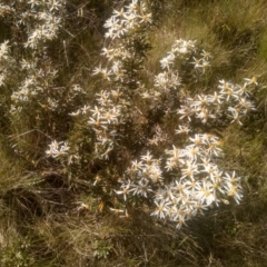 Olearia erubescens (Silky Daisybush) at Broken Dam, NSW - 24 Dec 2022 by mahargiani