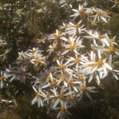 Olearia erubescens at Broken Dam, NSW - 25 Dec 2022 08:58 AM