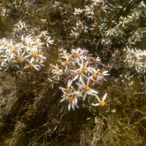 Olearia erubescens at Broken Dam, NSW - 25 Dec 2022 08:58 AM