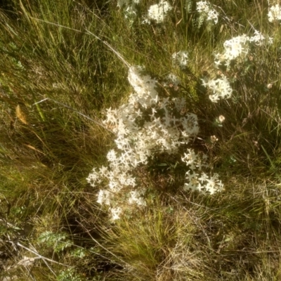 Pimelea glauca (Smooth Rice Flower) at Kosciuszko National Park - 24 Dec 2022 by mahargiani