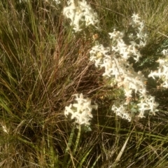 Pimelea glauca at Broken Dam, NSW - 25 Dec 2022 08:58 AM