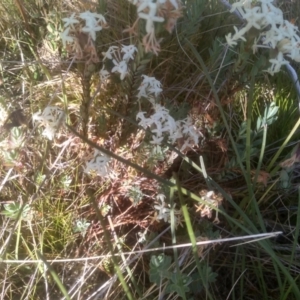 Pimelea glauca at Broken Dam, NSW - 25 Dec 2022 08:58 AM