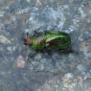 Lamprima aurata at Hawker, ACT - suppressed