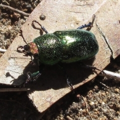 Lamprima aurata at Hawker, ACT - suppressed