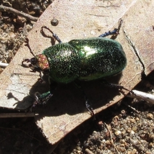 Lamprima aurata at Hawker, ACT - 24 Dec 2022