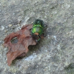 Lamprima aurata at Hawker, ACT - suppressed