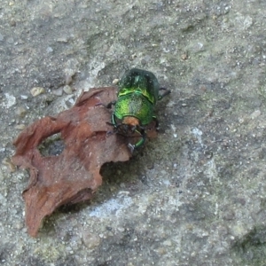 Lamprima aurata at Hawker, ACT - suppressed