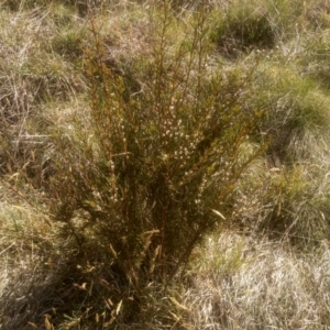 Hakea microcarpa at Broken Dam, NSW - 25 Dec 2022 08:59 AM