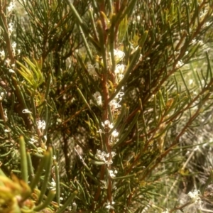 Hakea microcarpa at Broken Dam, NSW - 25 Dec 2022 08:59 AM