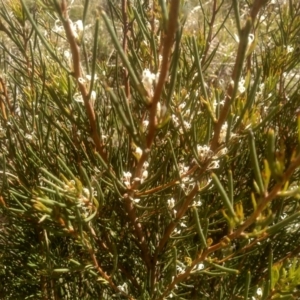 Hakea microcarpa at Broken Dam, NSW - 25 Dec 2022