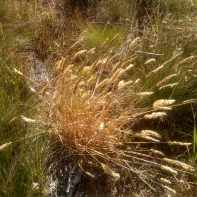 Anthoxanthum odoratum (Sweet Vernal Grass) at Cabramurra, NSW - 25 Dec 2022 by mahargiani