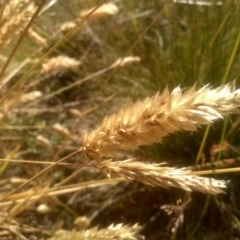 Anthoxanthum odoratum at Cabramurra, NSW - 25 Dec 2022