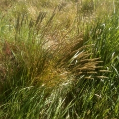 Anthoxanthum odoratum (Sweet Vernal Grass) at Broken Dam, NSW - 24 Dec 2022 by mahargiani