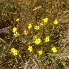 Ranunculus lappaceus (Australian Buttercup) at Cabramurra, NSW - 25 Dec 2022 by mahargiani