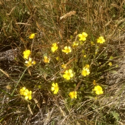 Ranunculus lappaceus (Australian Buttercup) at Cabramurra, NSW - 25 Dec 2022 by mahargiani