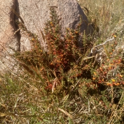 Daviesia ulicifolia subsp. ruscifolia (Broad-leaved Gorse Bitter Pea) at Kosciuszko National Park - 24 Dec 2022 by mahargiani