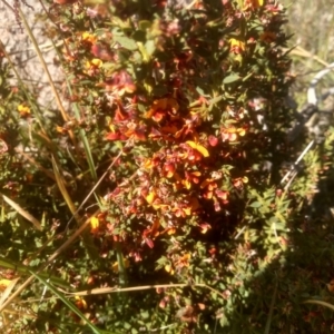 Daviesia ulicifolia subsp. ruscifolia at Cabramurra, NSW - 25 Dec 2022