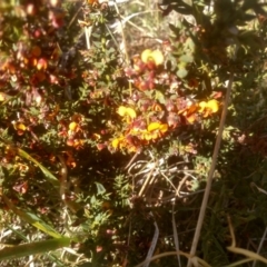 Daviesia ulicifolia subsp. ruscifolia at Cabramurra, NSW - 25 Dec 2022