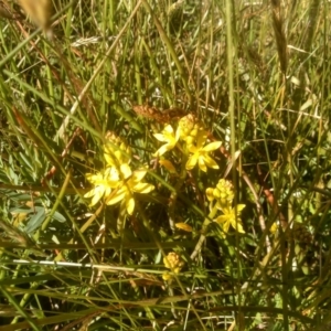 Bulbine glauca at Kiandra, NSW - 25 Dec 2022