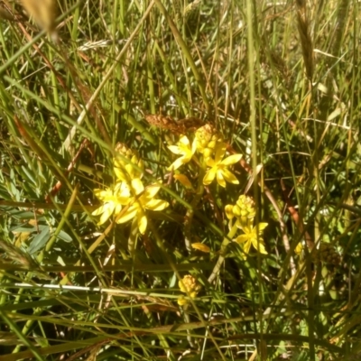 Bulbine glauca (Rock Lily) at Kiandra, NSW - 25 Dec 2022 by mahargiani