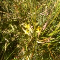 Bulbine glauca at Kiandra, NSW - 25 Dec 2022