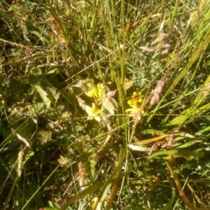 Bulbine glauca at Kiandra, NSW - 25 Dec 2022