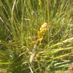 Bulbine glauca at Kiandra, NSW - 25 Dec 2022