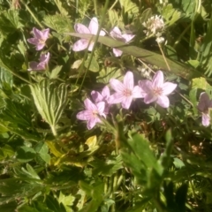 Geranium antrorsum at Cabramurra, NSW - 25 Dec 2022